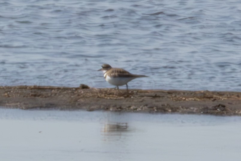 Killdeer - Greg Power