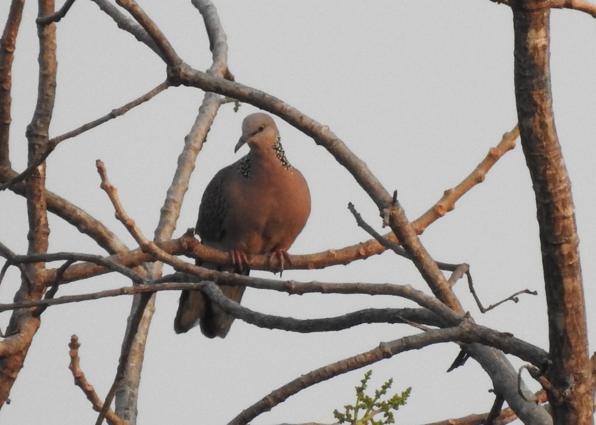 珠頸斑鳩 - ML615428474