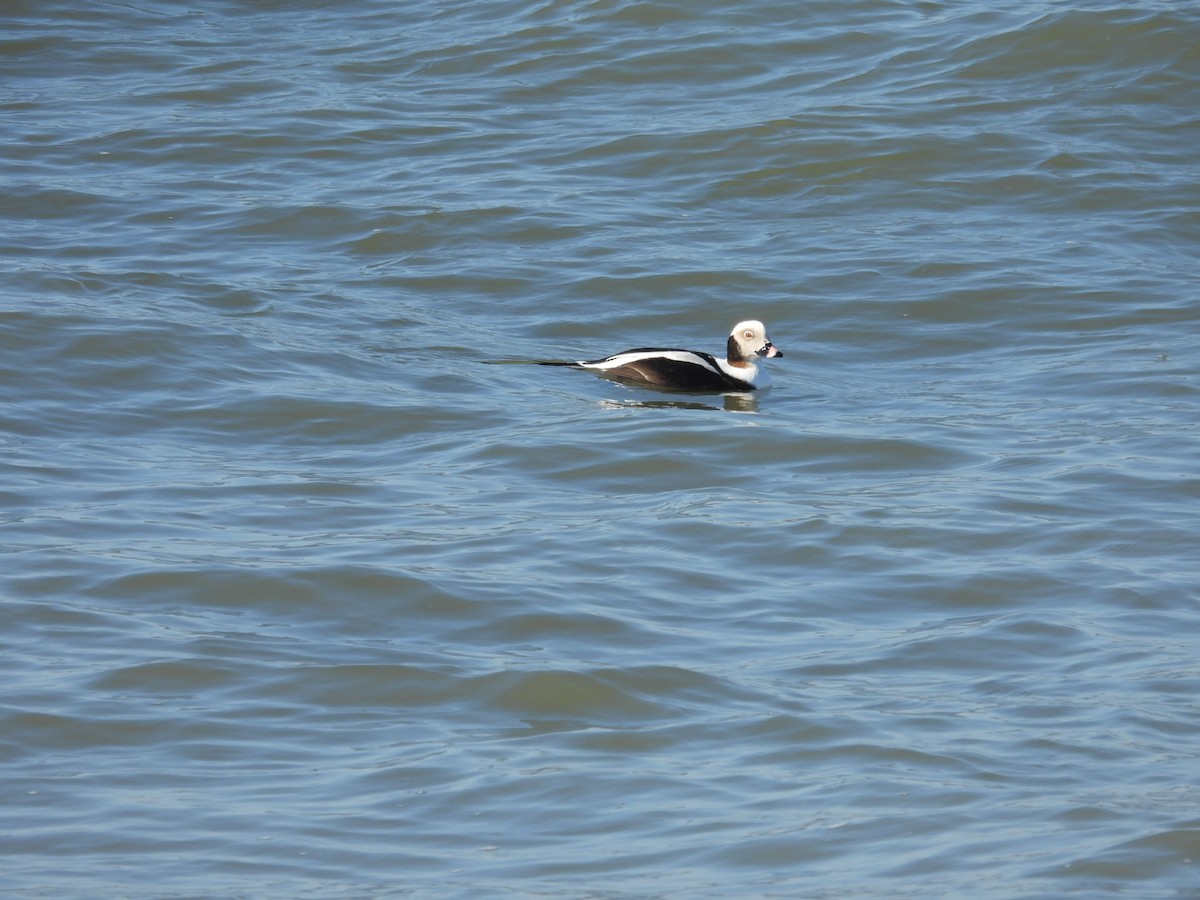 Long-tailed Duck - ML615428493