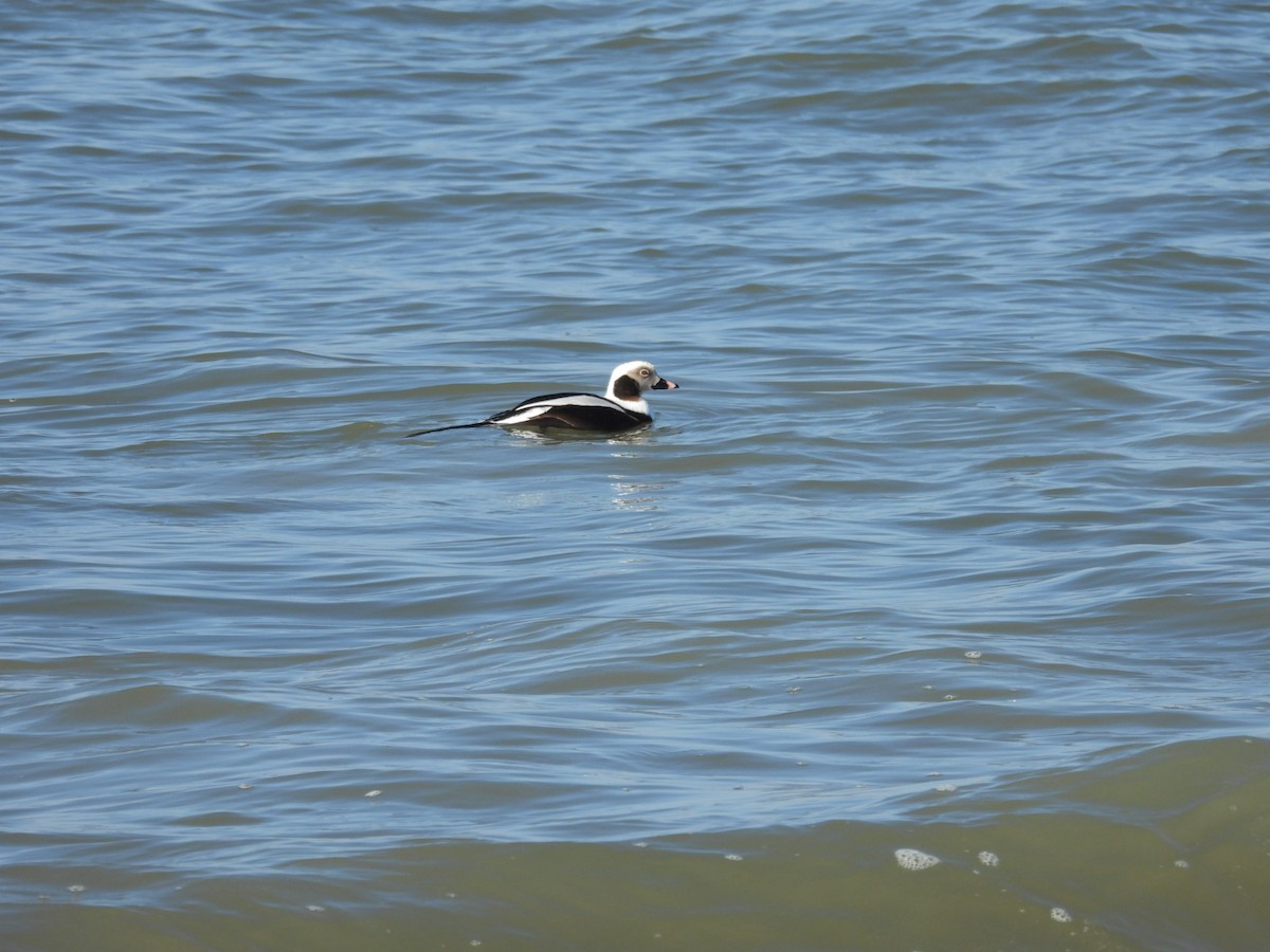 Long-tailed Duck - ML615428494