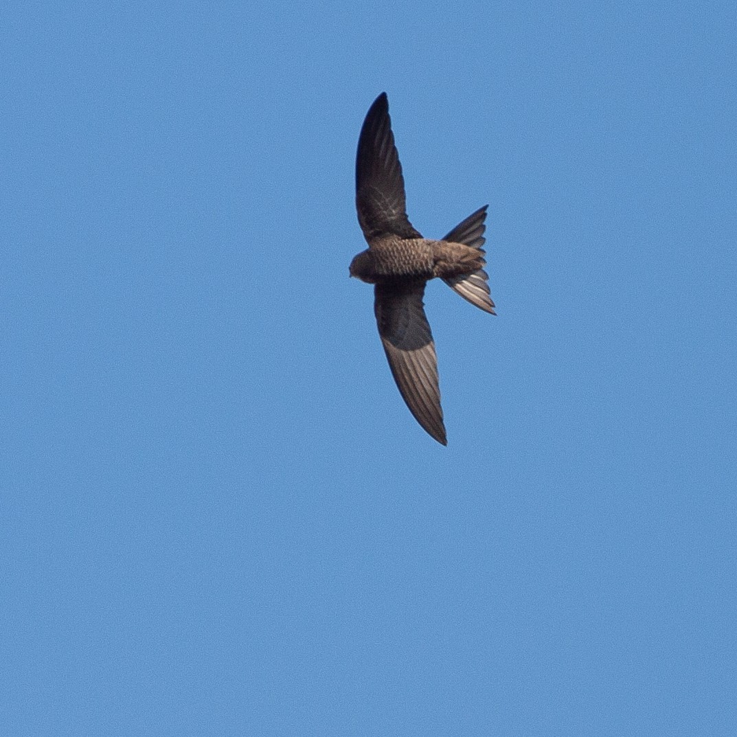 Pallid Swift - ML615428538