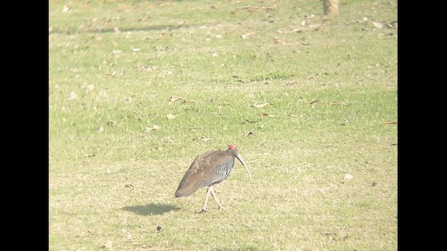 Red-naped Ibis - ML615428541