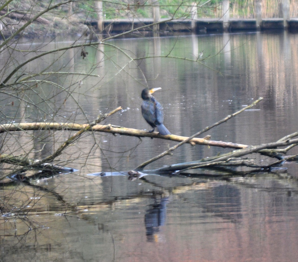 Great Cormorant - ML615428623