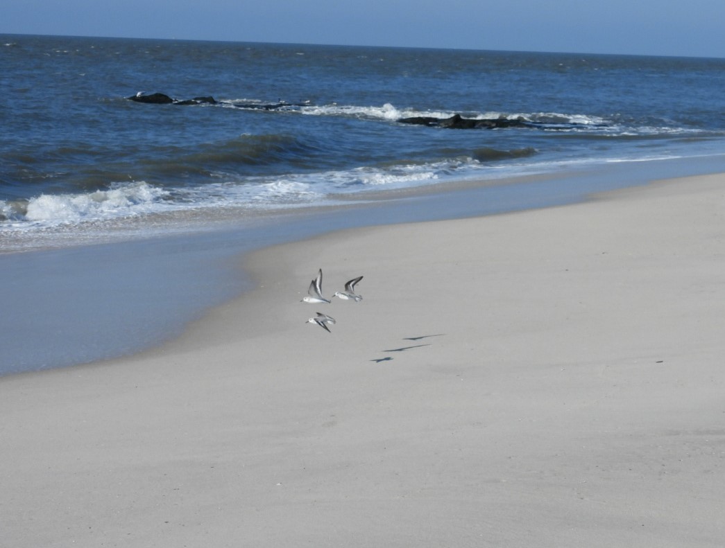 Bécasseau sanderling - ML615428652