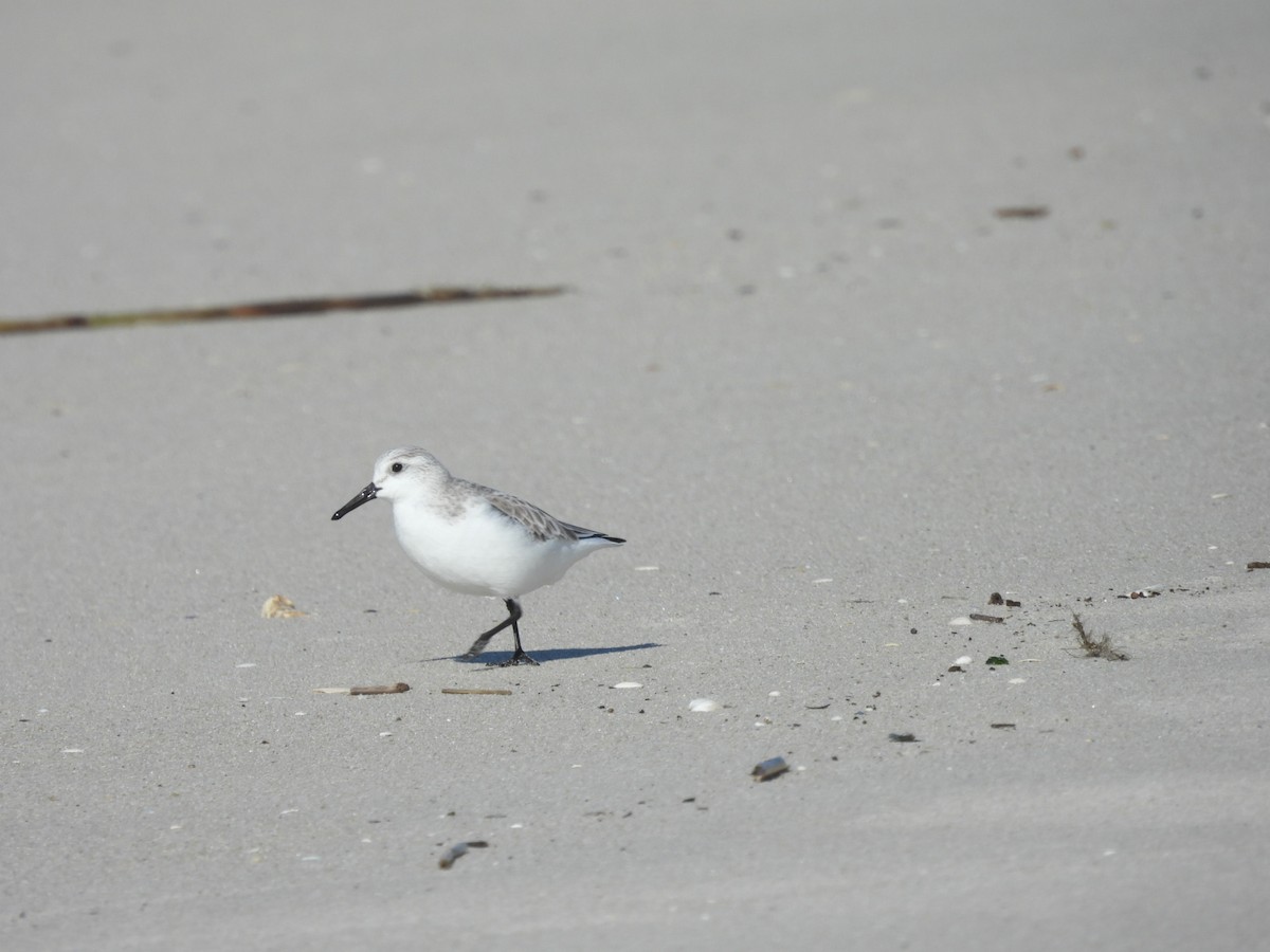 Bécasseau sanderling - ML615428653