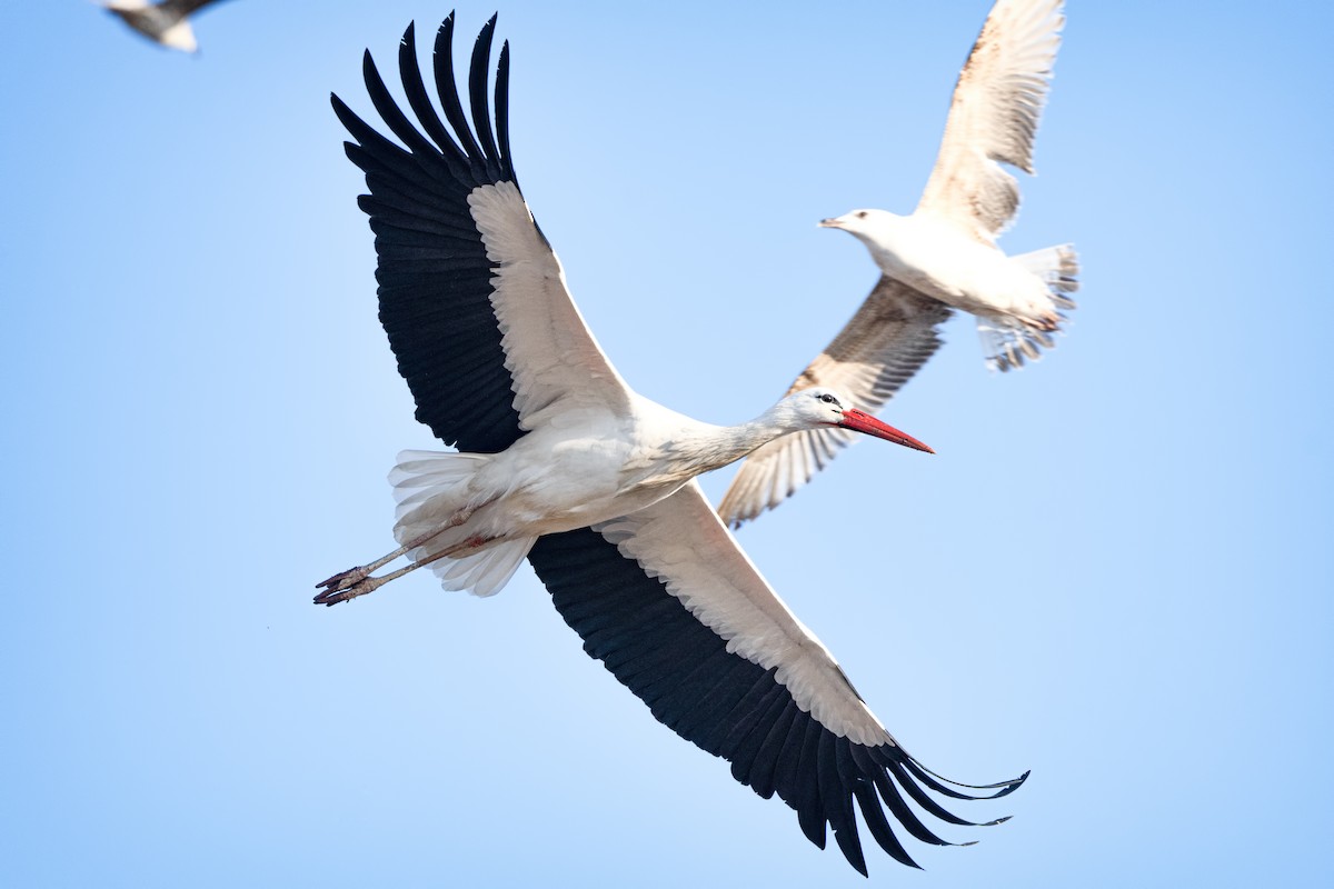 White Stork - Alper Tüydeş