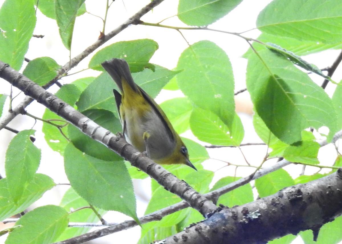 Indian White-eye - ML615428701