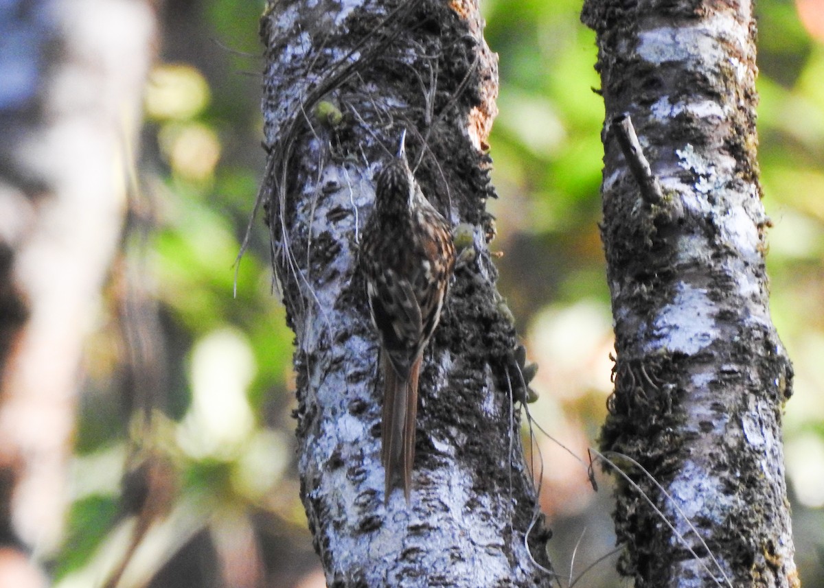 Hume's Treecreeper - ML615428709