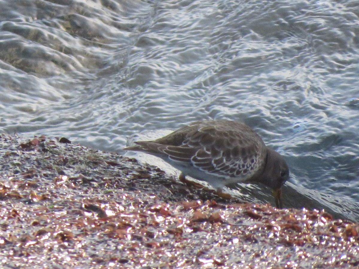 Purple Sandpiper - ML615428753