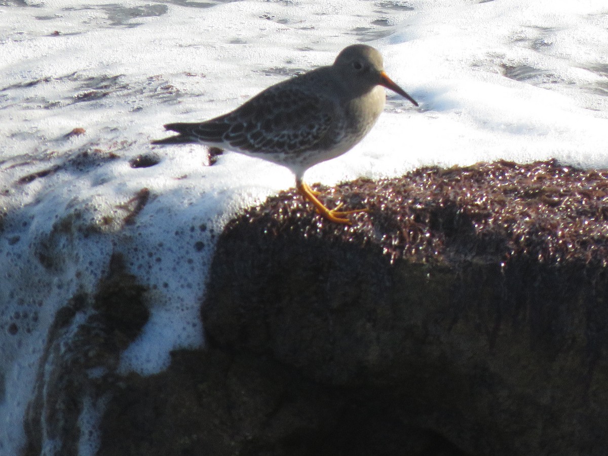 Purple Sandpiper - ML615428754