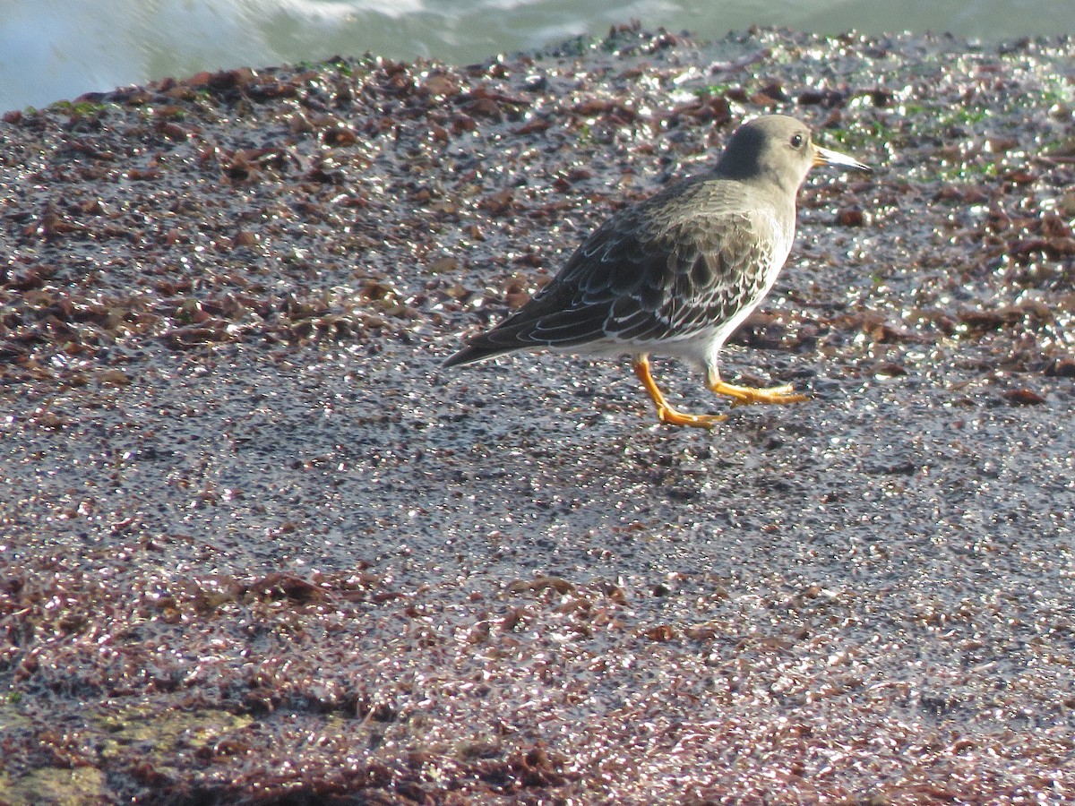 Purple Sandpiper - ML615428758