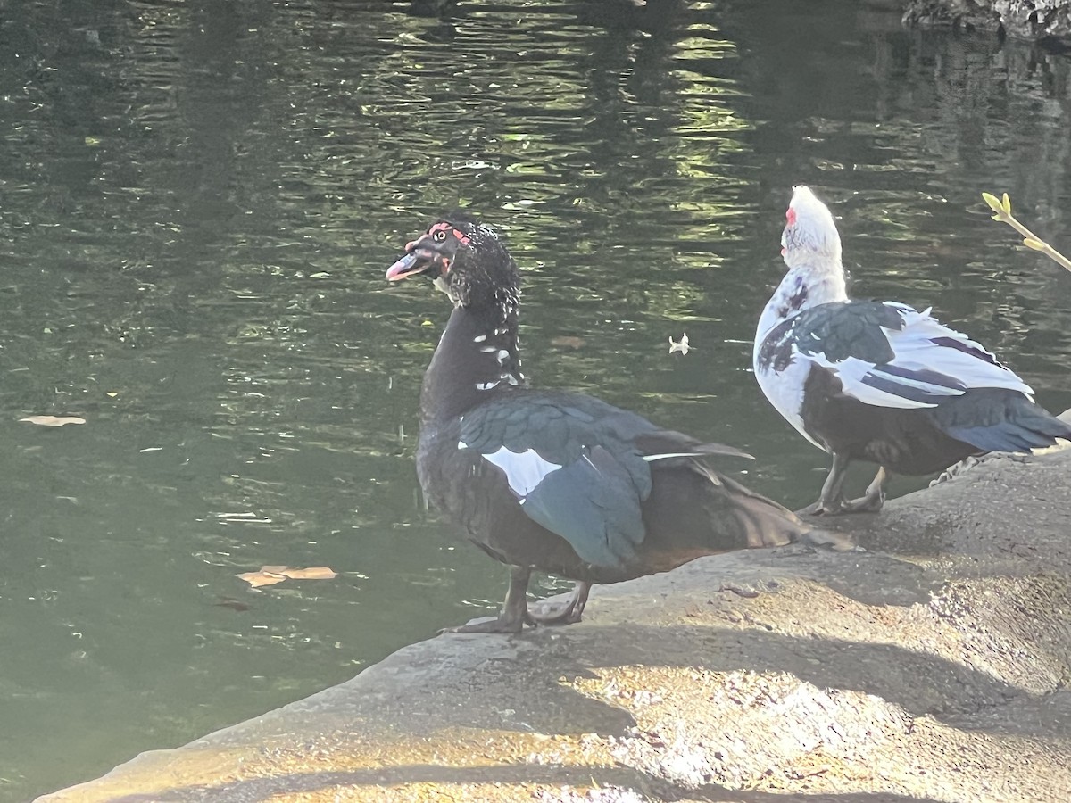 Muscovy Duck (Domestic type) - ML615428854