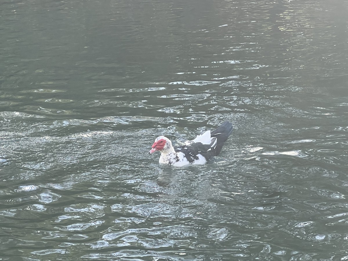 Muscovy Duck (Domestic type) - Estela Quintero-Weldon