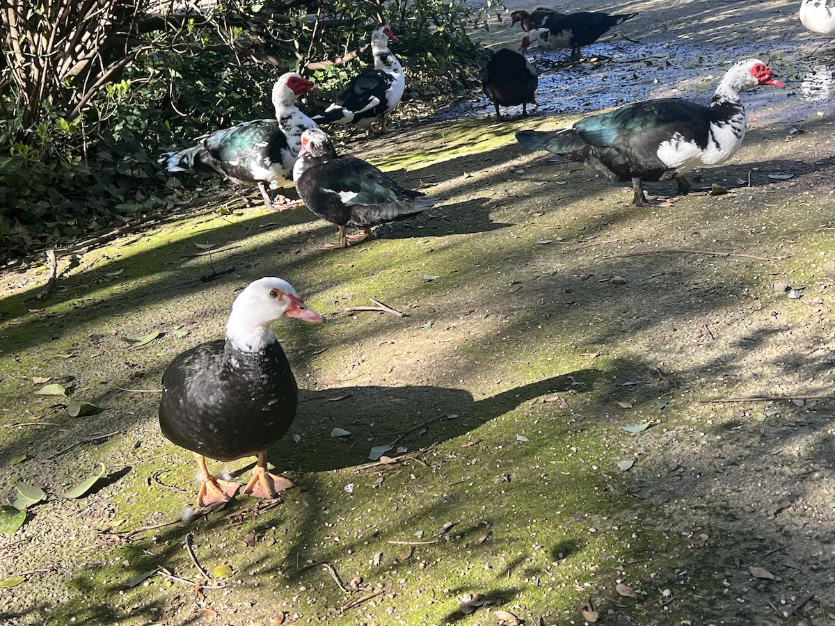 Muscovy Duck (Domestic type) - ML615428857