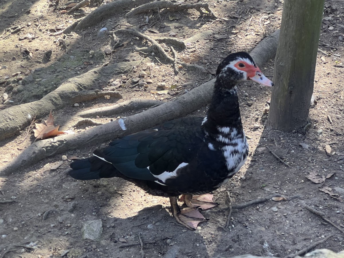 Muscovy Duck (Domestic type) - Estela Quintero-Weldon