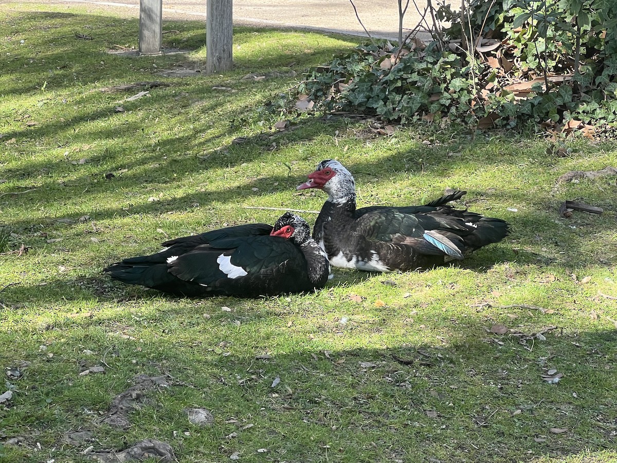 Muscovy Duck (Domestic type) - Estela Quintero-Weldon