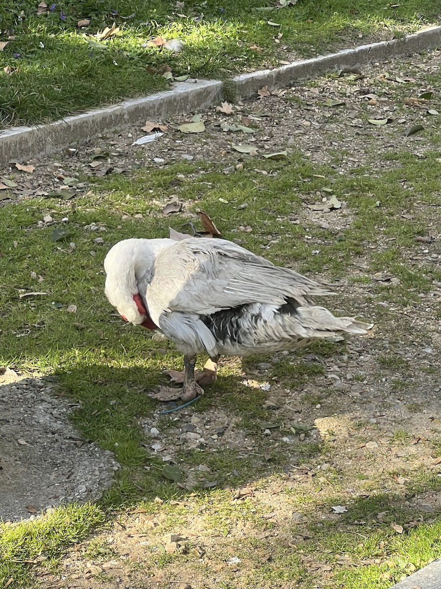 Muscovy Duck (Domestic type) - ML615428862