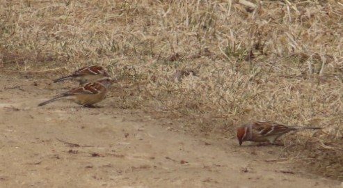 American Tree Sparrow - ML615428866