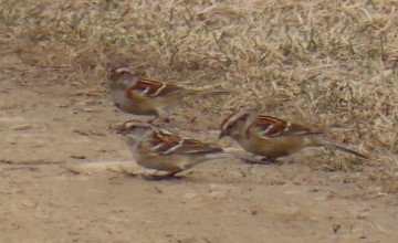 American Tree Sparrow - ML615428872