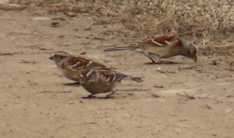 American Tree Sparrow - ML615428881