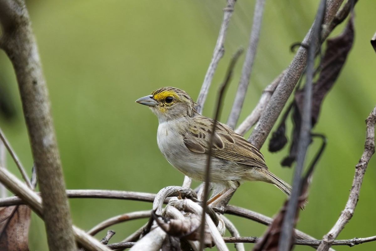 Yellow-browed Sparrow - ML615428884