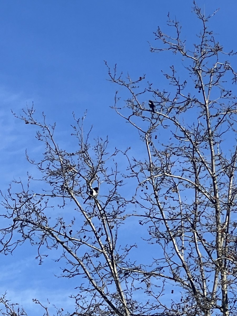 Eurasian Magpie - ML615428885