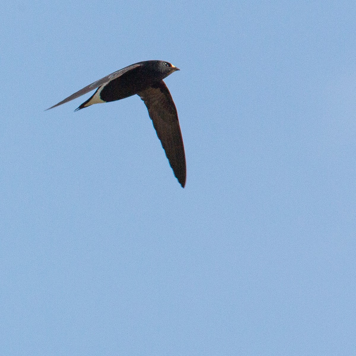 Brown-backed Needletail - ML615428944