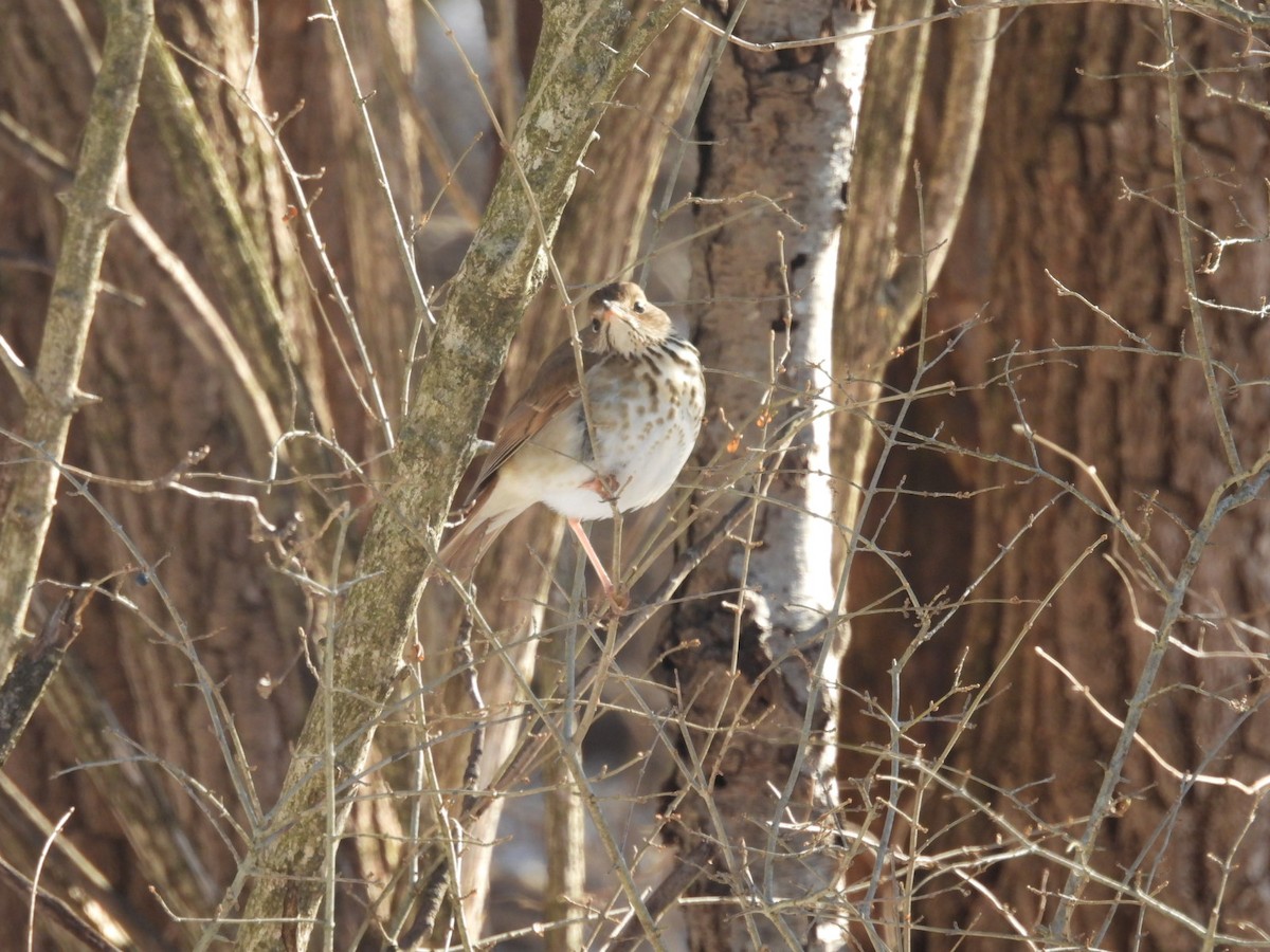 Hermit Thrush - ML615428983