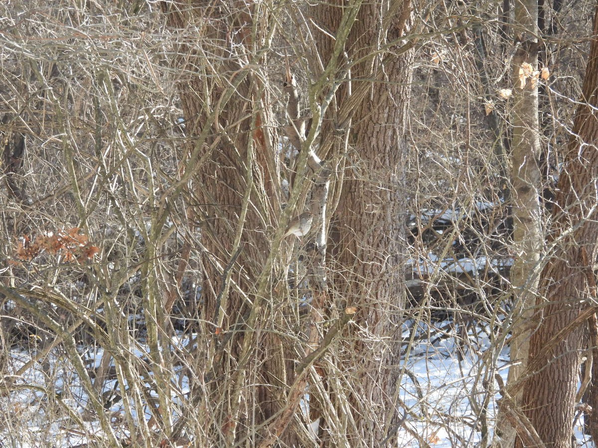 Hermit Thrush - ML615428984