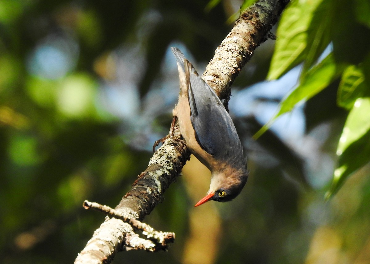 Velvet-fronted Nuthatch - Carlos Otávio Gussoni