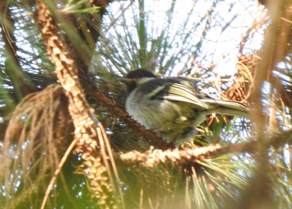 Japanese Tit - Carlos Otávio Gussoni