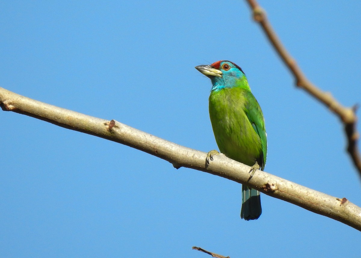 Blue-throated Barbet - Carlos Otávio Gussoni