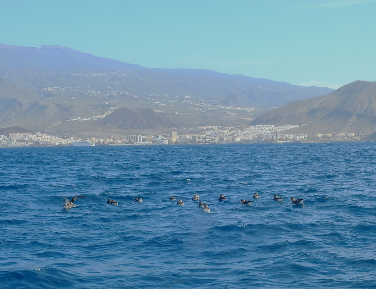 Cory's Shearwater - ML615429123