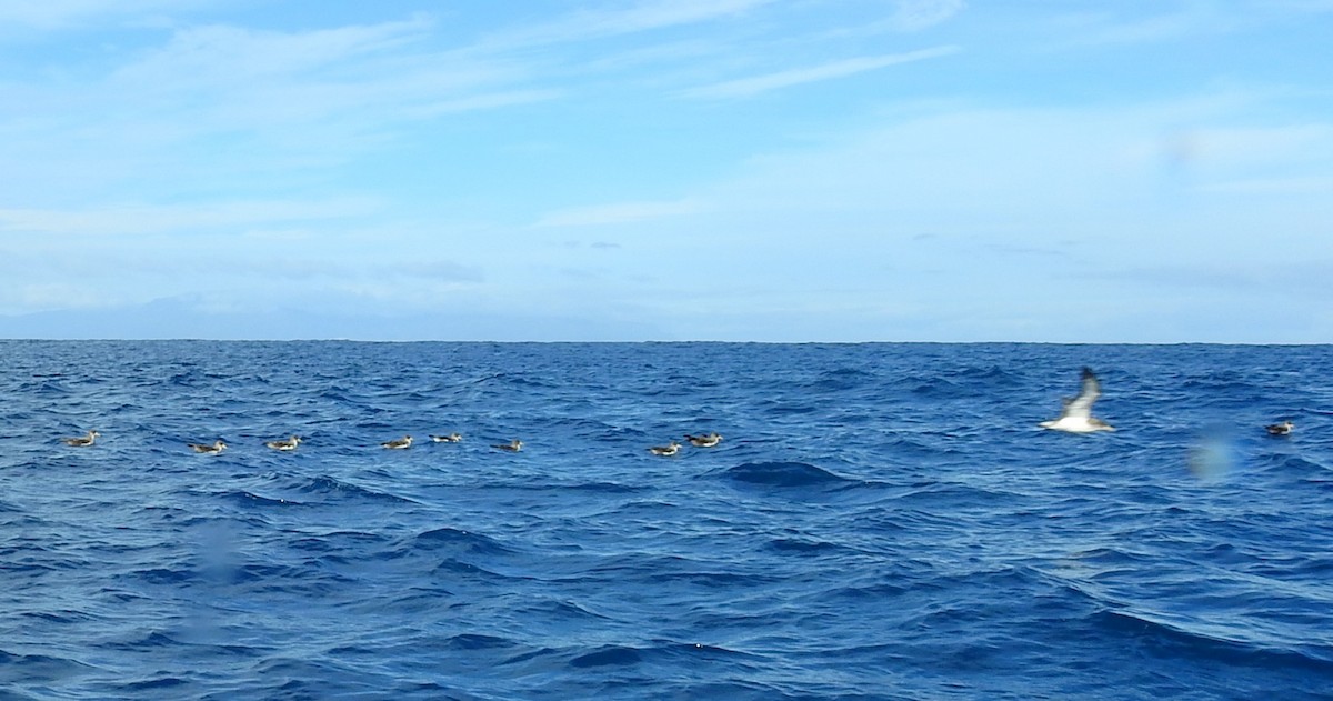 Cory's Shearwater - ML615429124