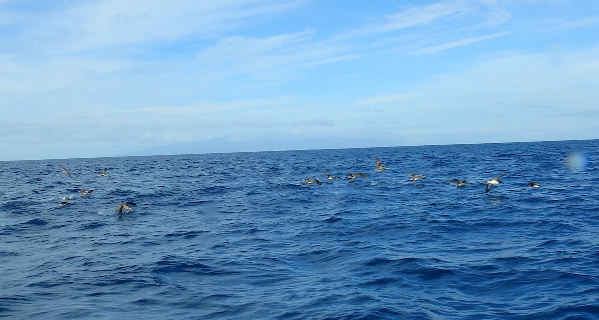 Cory's Shearwater - ML615429125