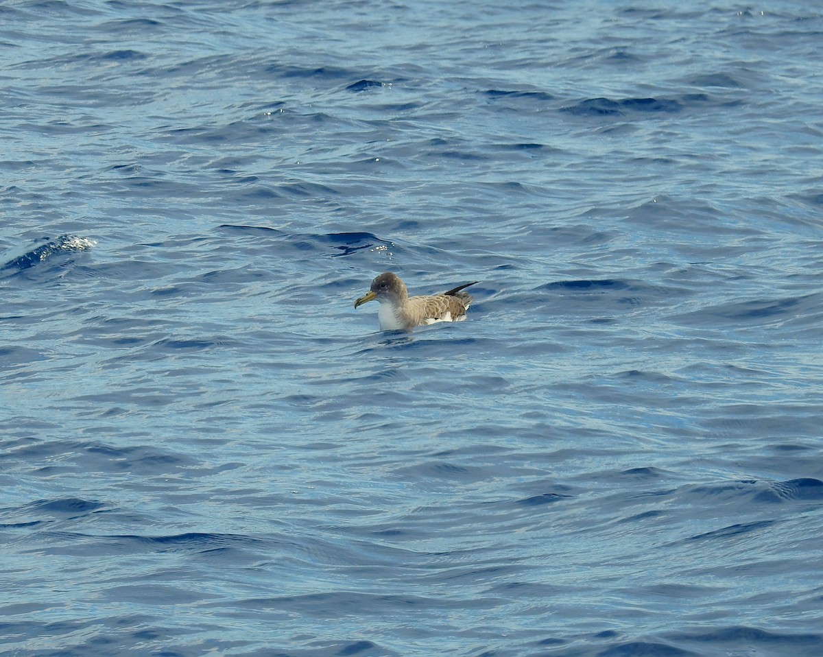 Cory's Shearwater - ML615429126