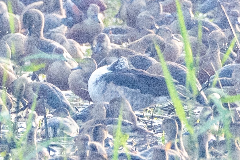 Canard à bosse - ML615429137