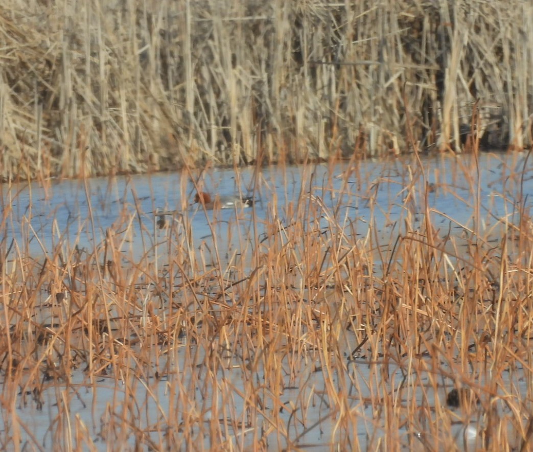 Eurasian Wigeon - ML615429183