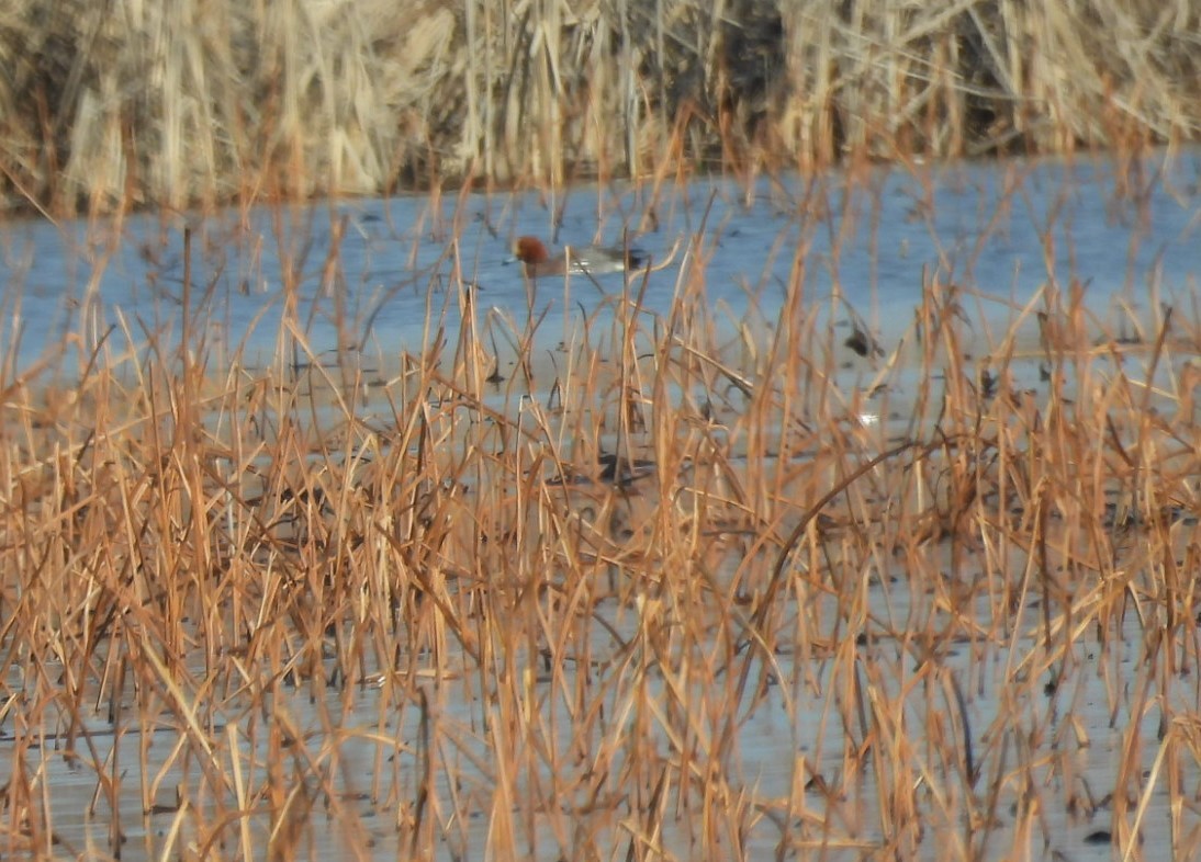 Eurasian Wigeon - ML615429184