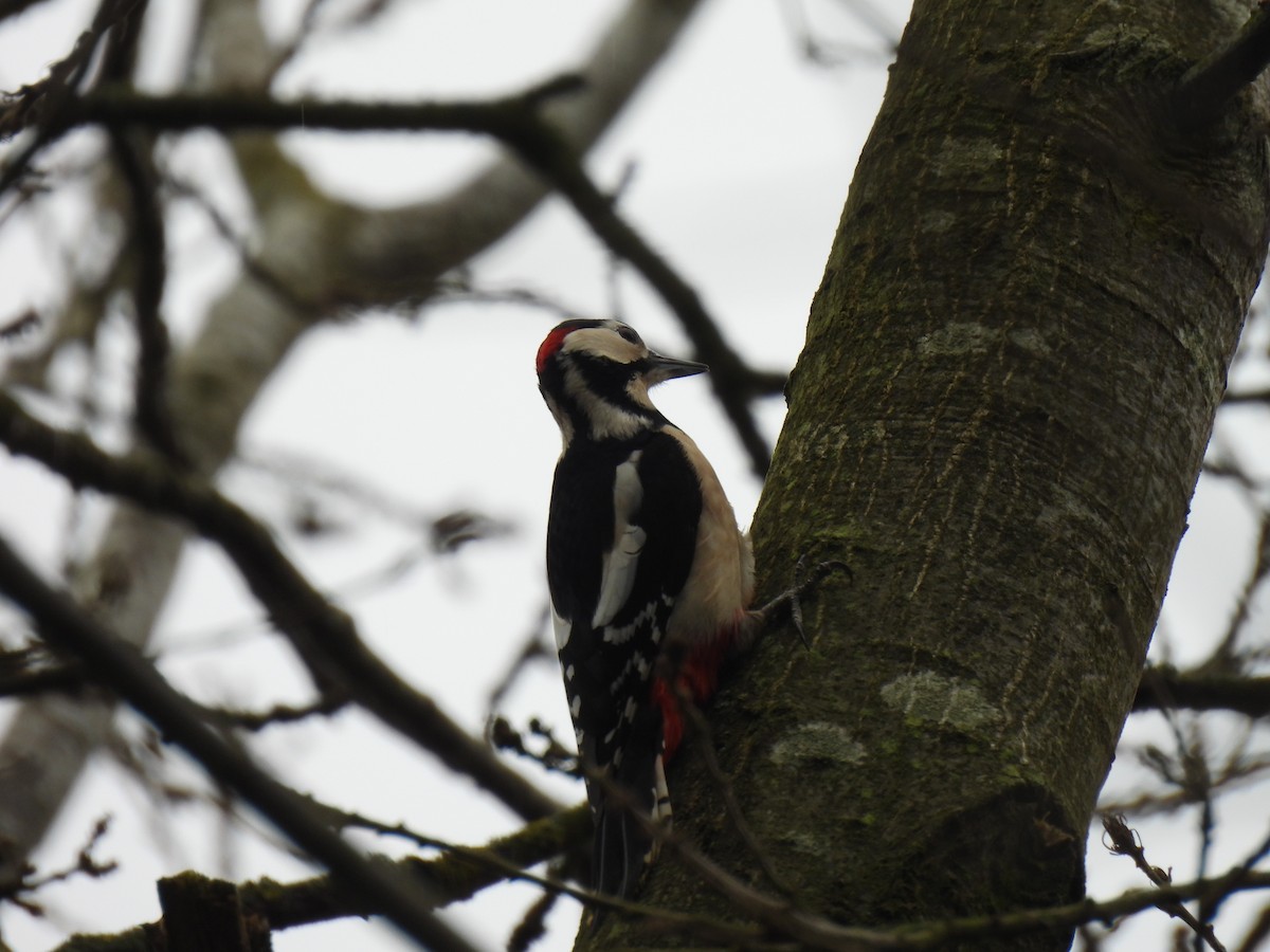 Great Spotted Woodpecker - ML615429188