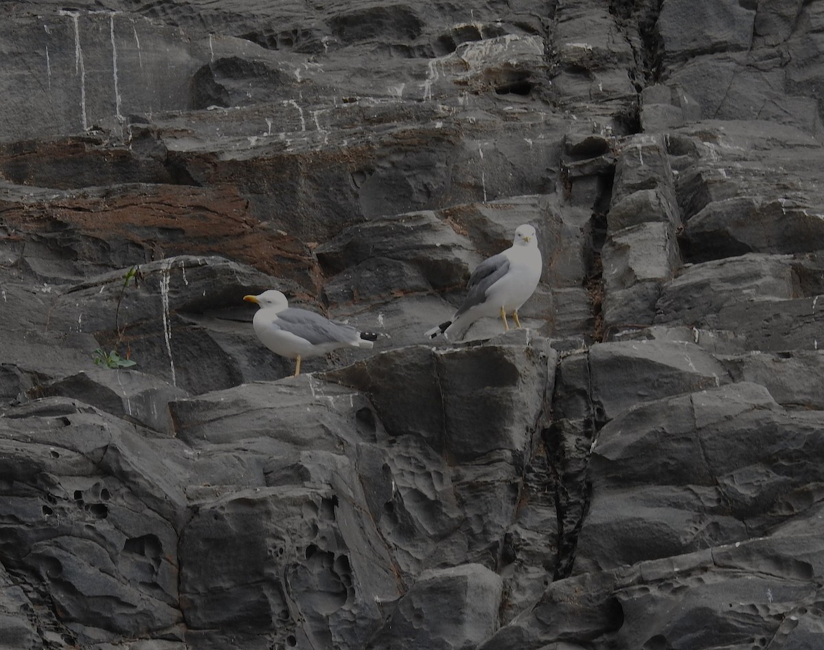 Yellow-legged Gull - ML615429190