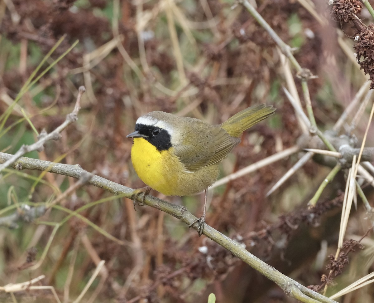 Paruline masquée - ML615429199