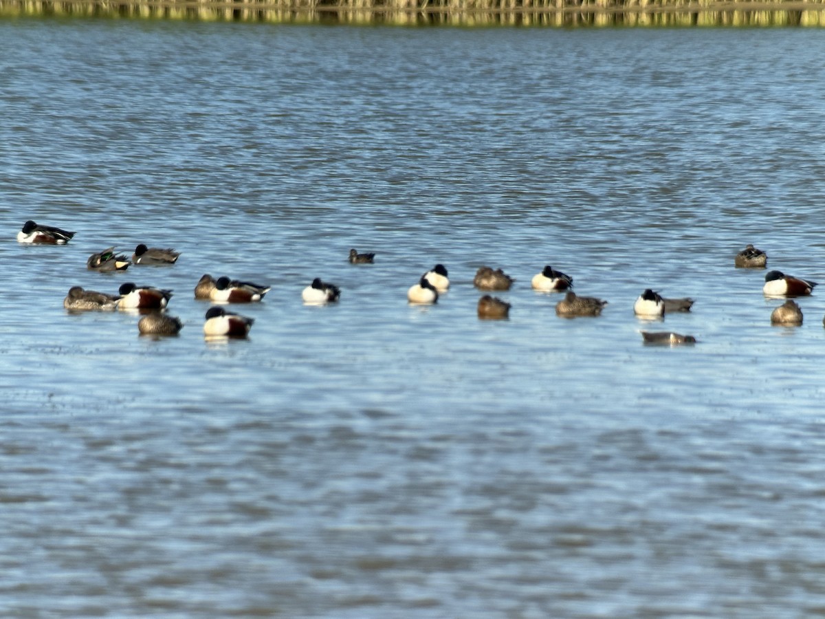 Northern Shoveler - ML615429212