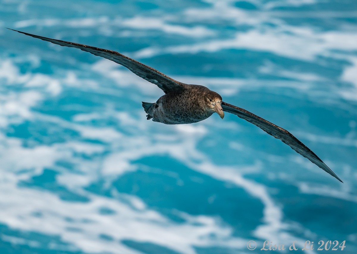 Southern/Northern Giant-Petrel - ML615429296