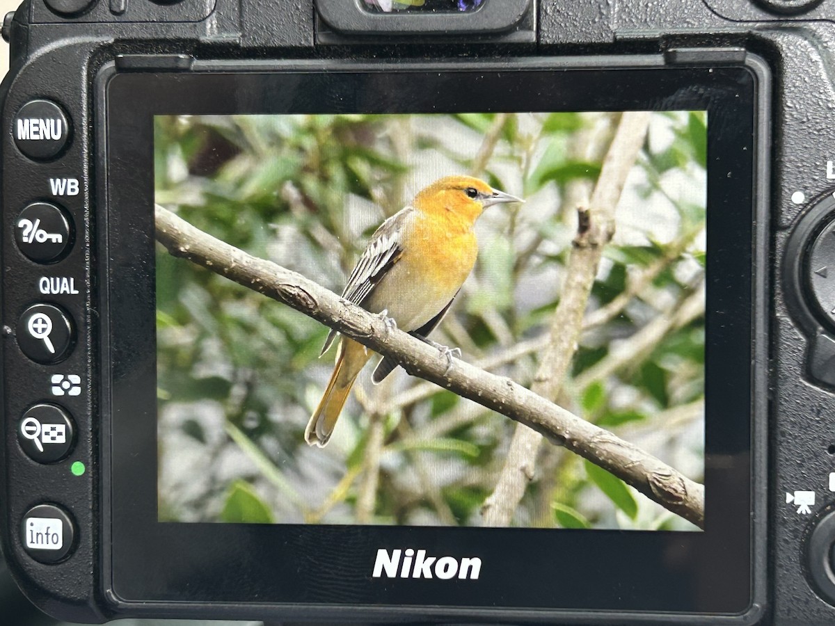 Bullock's Oriole - ML615429348