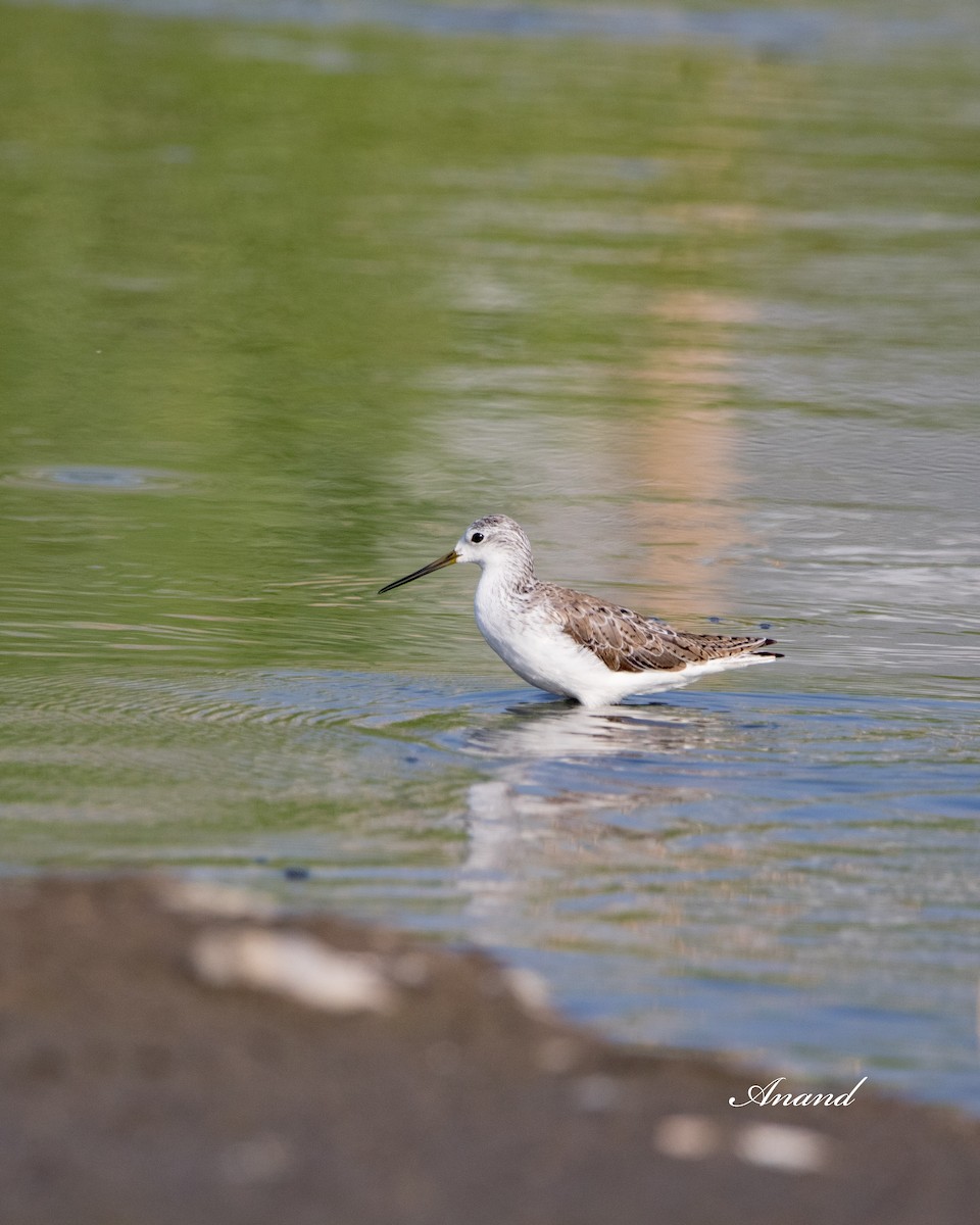 Marsh Sandpiper - Anand Singh