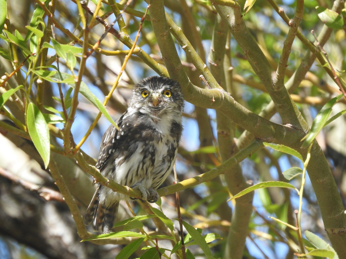 Austral Pygmy-Owl - ML615429422