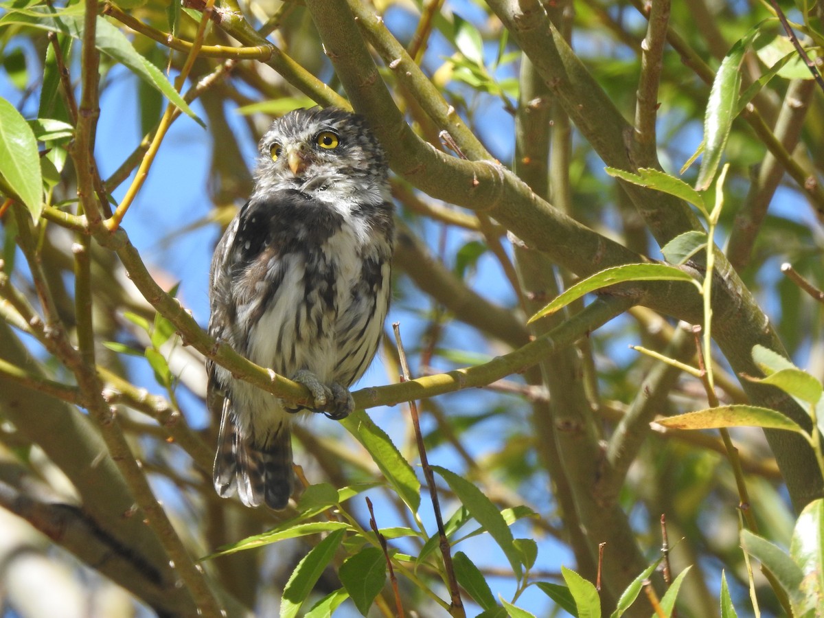 Austral Pygmy-Owl - ML615429423
