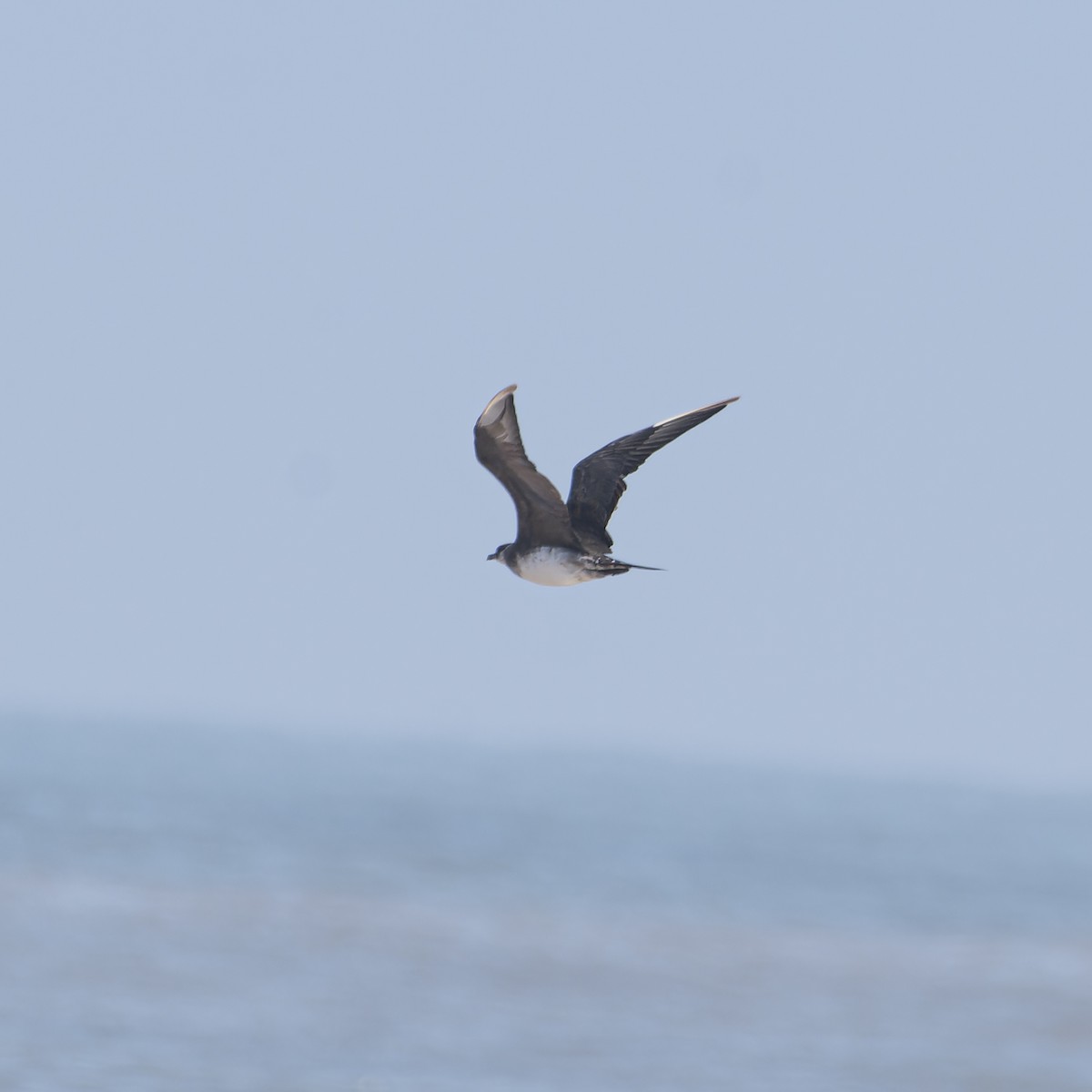 Parasitic Jaeger - ML615429453