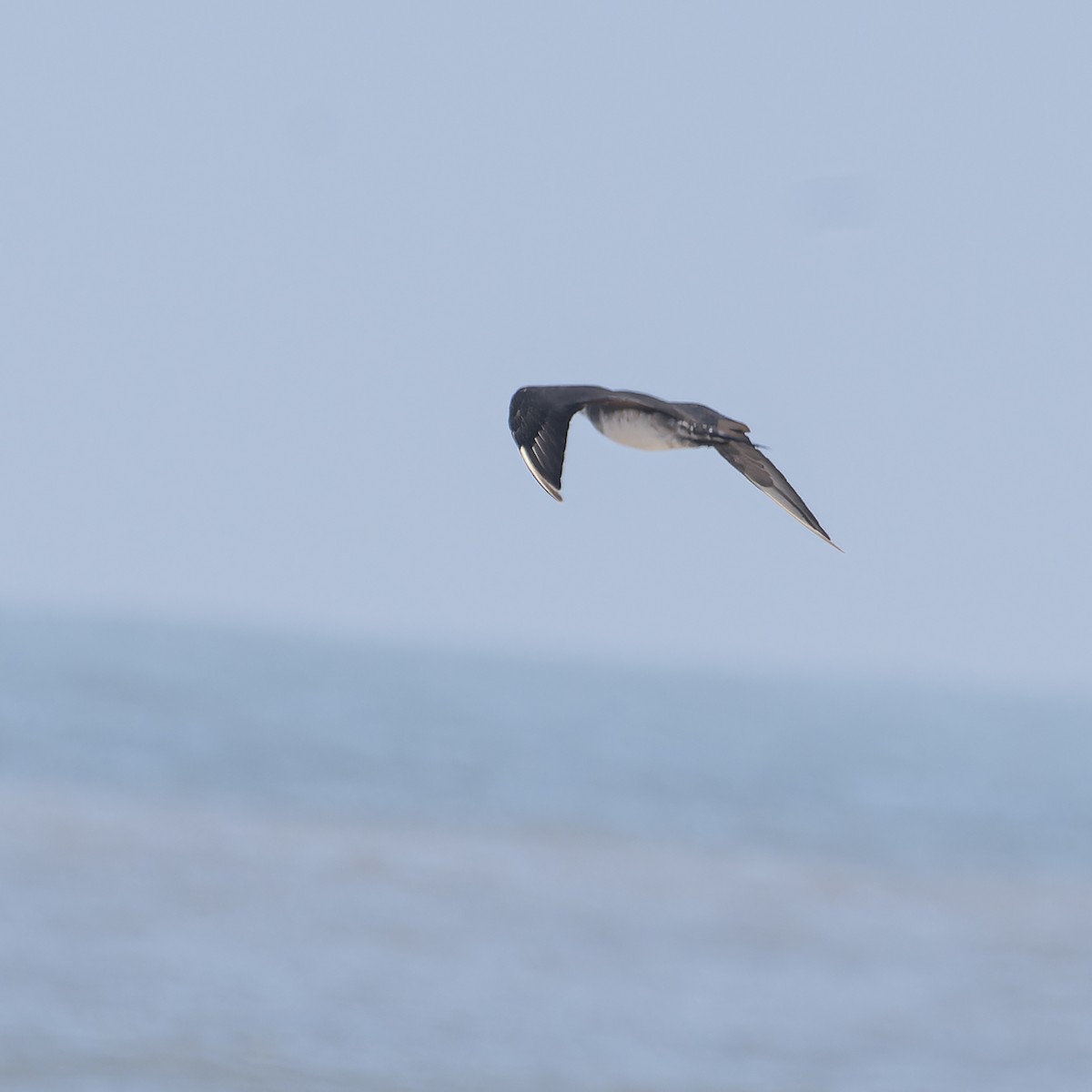 Parasitic Jaeger - ML615429454